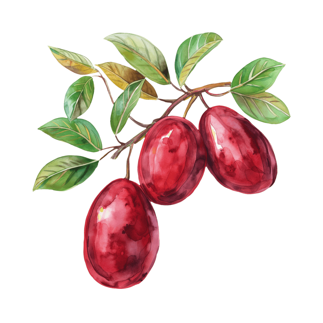 Jujube